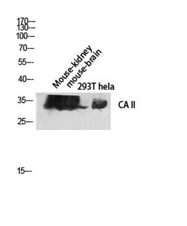 CA II rabbit pAb
