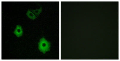 Olfactory receptor 5H6 rabbit pAb