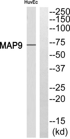 MAP-9 rabbit pAb