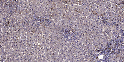 CASPR3 rabbit pAb