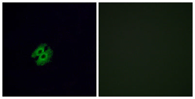 Olfactory receptor 2G2 rabbit pAb