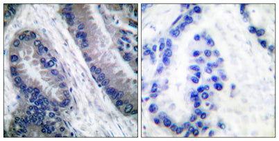 Cleaved-Caspase-1 (M211) rabbit pAb