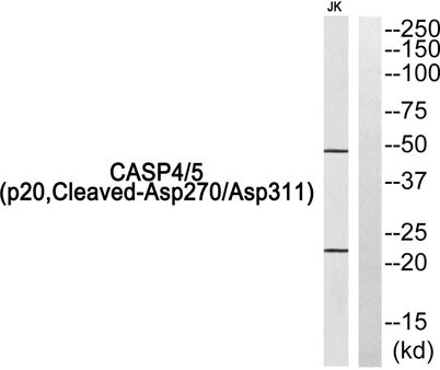 Cleaved-Caspase-4/5 p20 (D270/D311) rabbit pAb