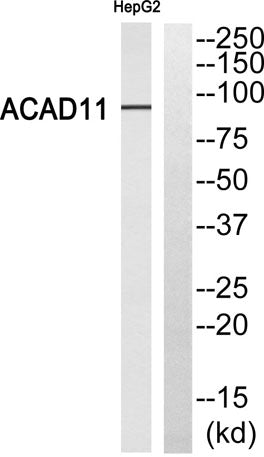 ACAD-11 rabbit pAb