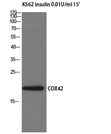 COX4I2 rabbit pAb