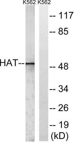 HAT1 rabbit pAb