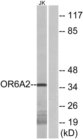 Olfactory receptor 6A2 rabbit pAb
