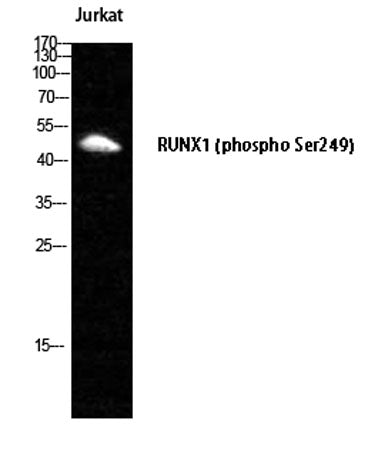 RUNX1 (phospho Ser249) rabbit pAb