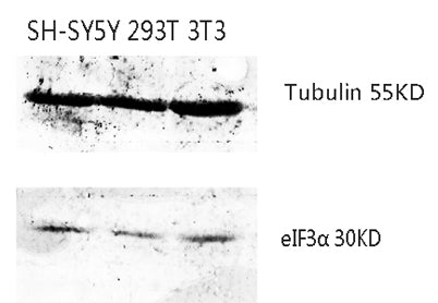 eIF3α rabbit pAb