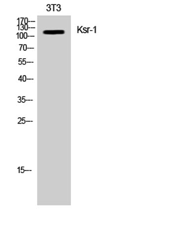 Ksr-1 rabbit pAb
