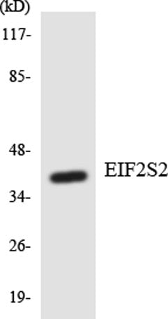 eIF2β rabbit pAb