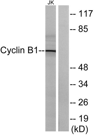 Cyclin B1 rabbit pAb