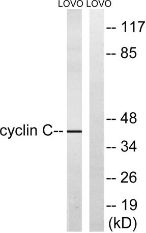 Cyclin C rabbit pAb