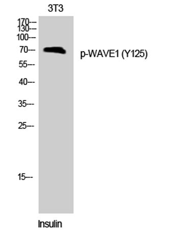 WAVE1 (phospho Tyr125) rabbit pAb