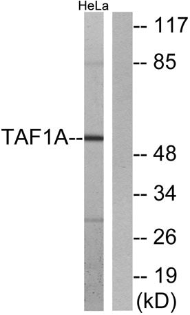TAF I p48 rabbit pAb
