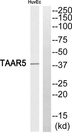 TAAR5 rabbit pAb