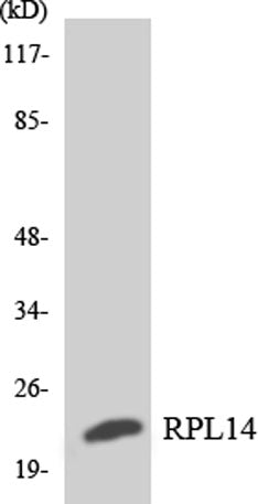 Ribosomal Protein L14 rabbit pAb