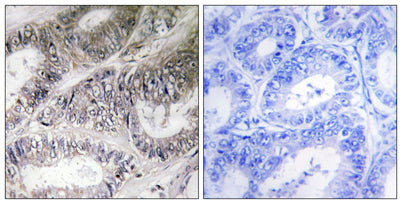 COX19 rabbit pAb