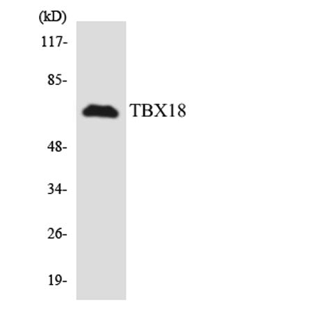 TBX18 rabbit pAb