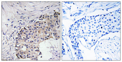 SREC-II rabbit pAb