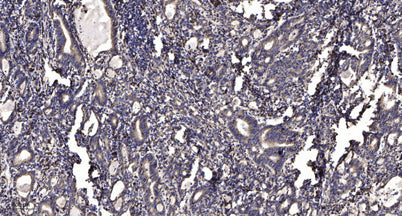 Internexin-α rabbit pAb