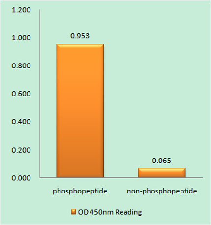 Hrs (phospho Tyr334) rabbit pAb