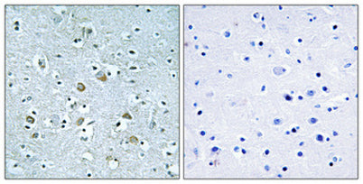Neuralized-1 rabbit pAb