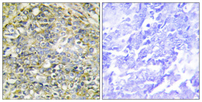 Socius rabbit pAb