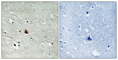 Nek9 (phospho Thr210) rabbit pAb
