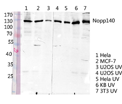 Nopp140 rabbit pAb