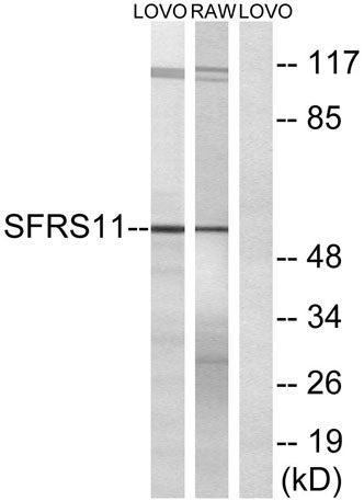 SFRS11 rabbit pAb