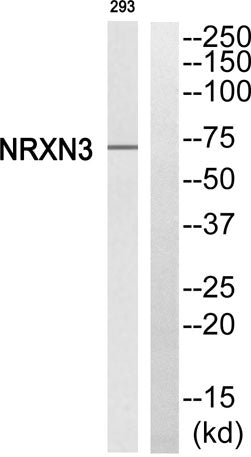Neurexin IIIβ rabbit pAb