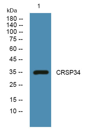 CRSP34 rabbit pAb