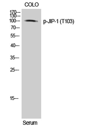 JIP-1 (phospho Thr103) rabbit pAb