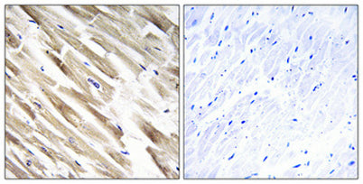 MRP-L33 rabbit pAb