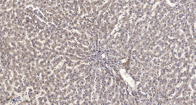 Rev-erbα rabbit pAb