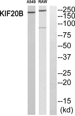 MPP1 rabbit pAb