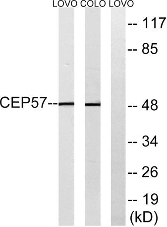CEP57 rabbit pAb