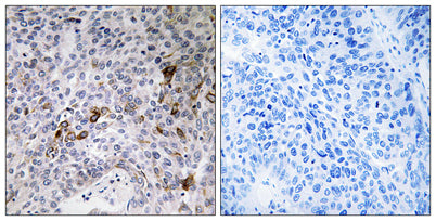 Rab11-FIP3 rabbit pAb