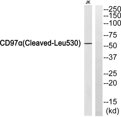 Cleaved-CD97α (L530) rabbit pAb