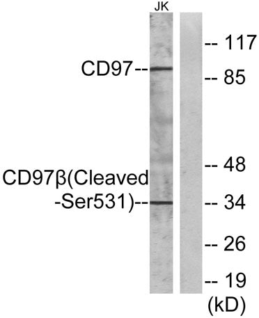 Cleaved-CD97β (S531) rabbit pAb