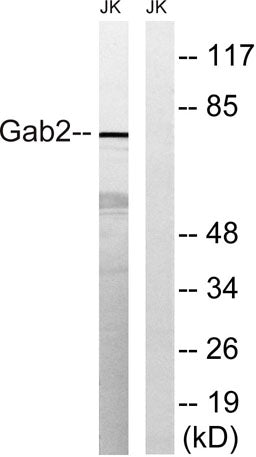 Gab 2 rabbit pAb