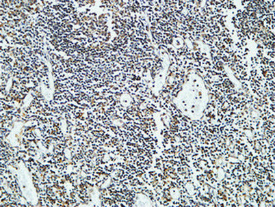 Cdc25B rabbit pAb