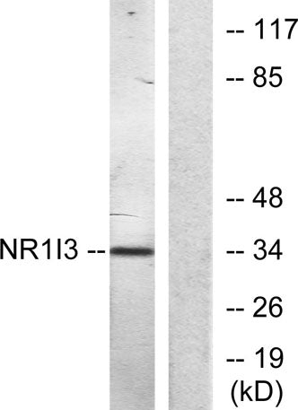 MB67 rabbit pAb