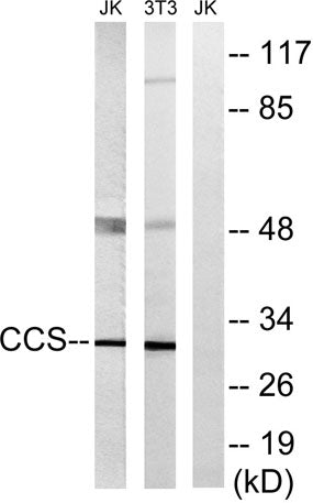 CCS rabbit pAb