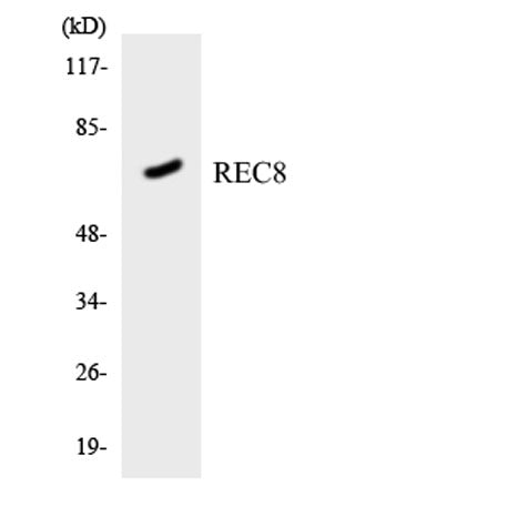 Rec8 rabbit pAb