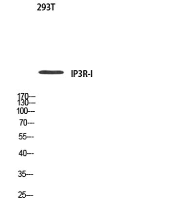 IP3R-I rabbit pAb