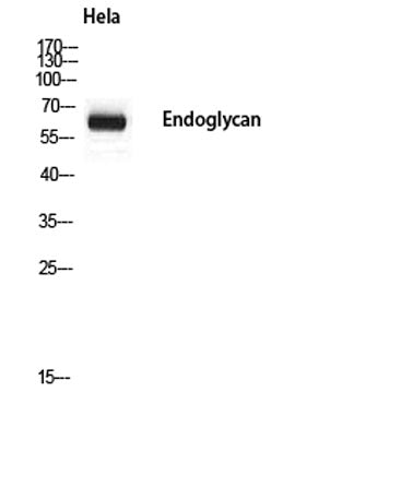 Endoglycan rabbit pAb