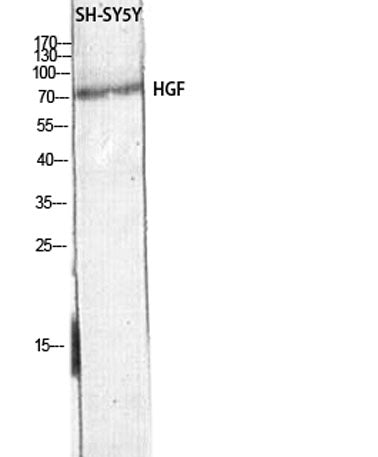 HGF rabbit pAb