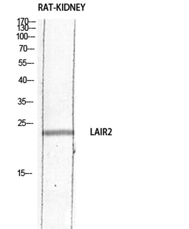 CD306 rabbit pAb